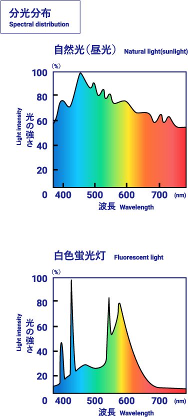 分光分布 自然光（昼光）と白色蛍光灯の光の強さと波長のグラフ